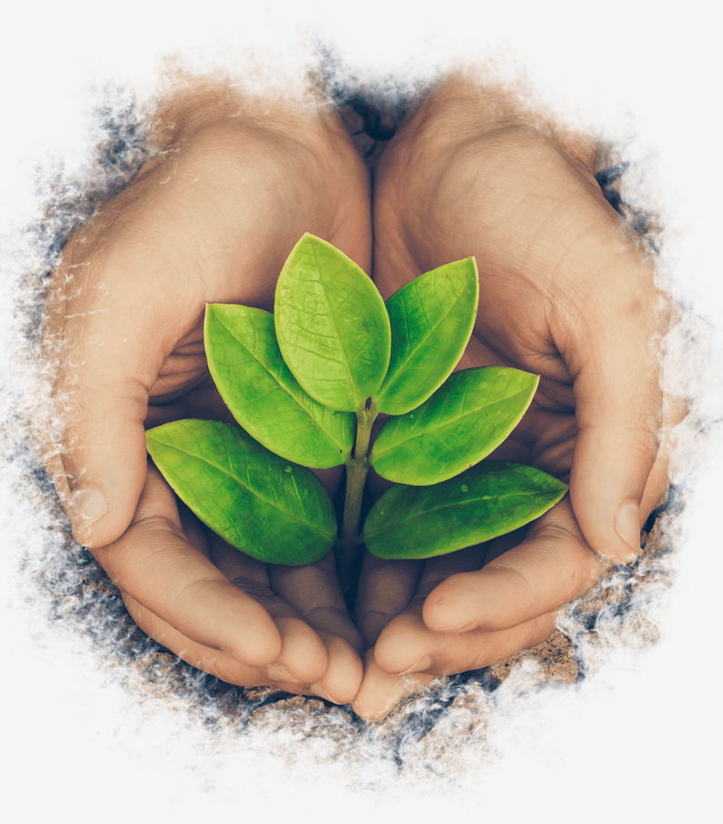 Hands cradling a young seedling growing in soil
